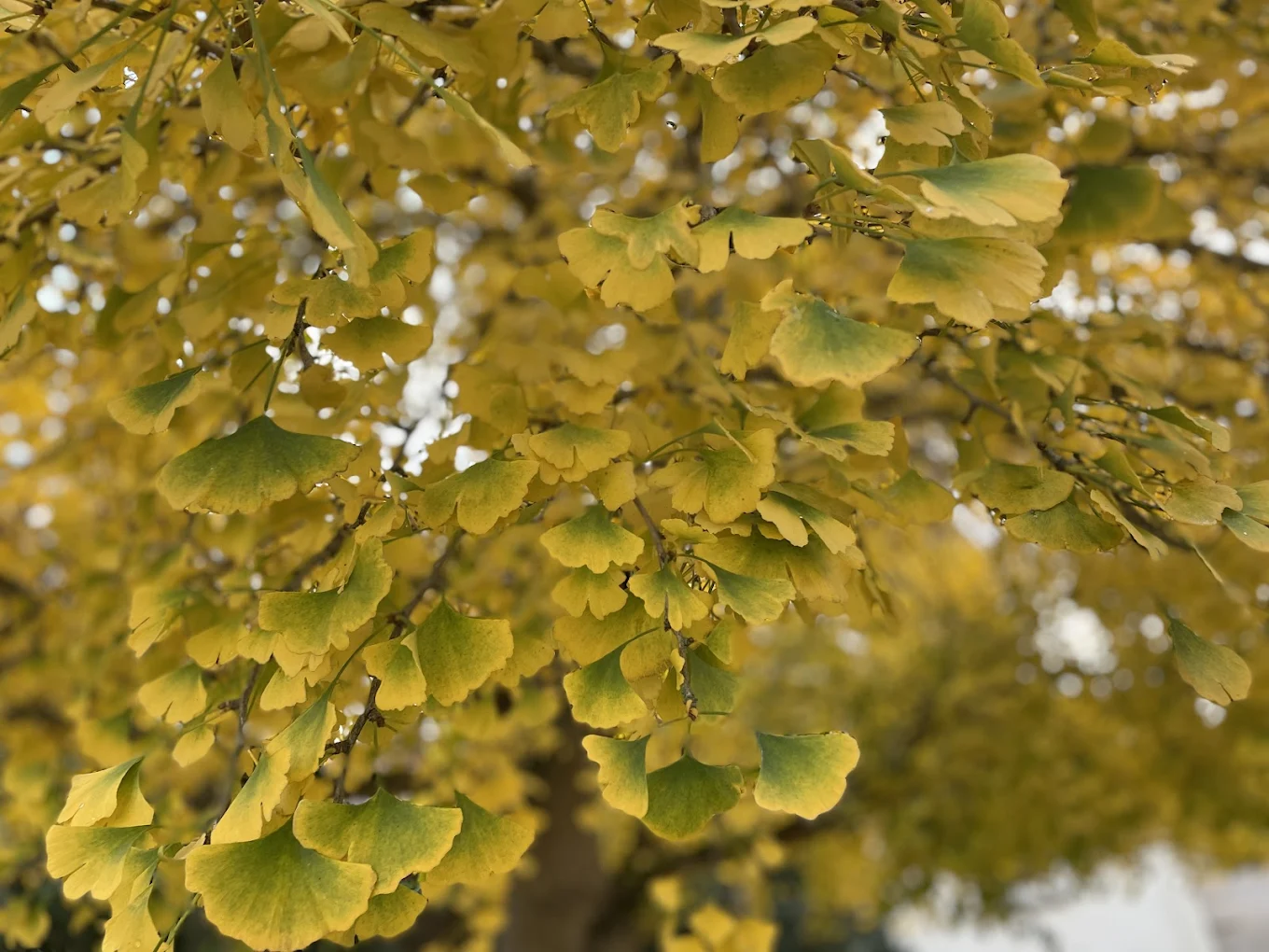 Ginkgoblätter im Herbst